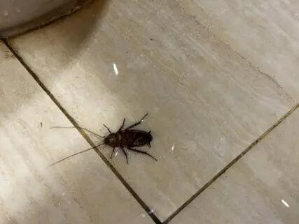 屋里有蟑螂不敢睡觉怎么清除